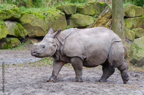 Indian Rhinoceros with young