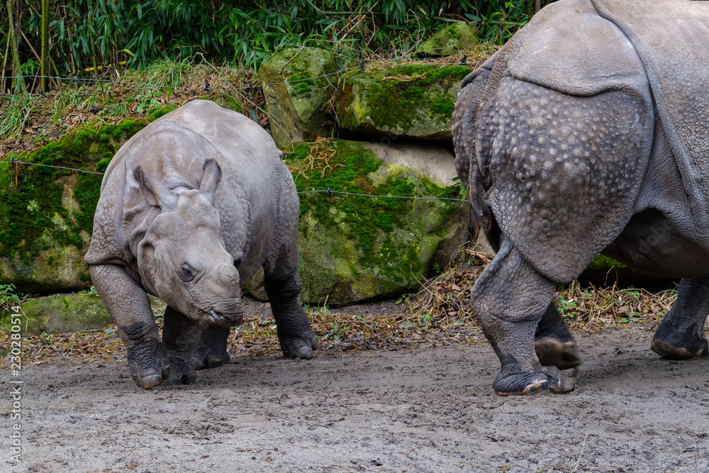 Naklejka premium Indian Rhinoceros with young