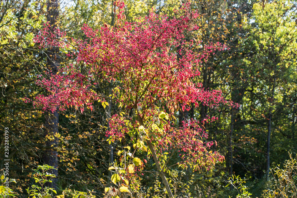 Red flowering shrub