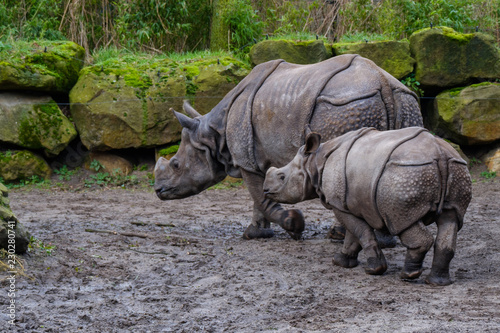 Indian Rhinoceros with young © Annemieke