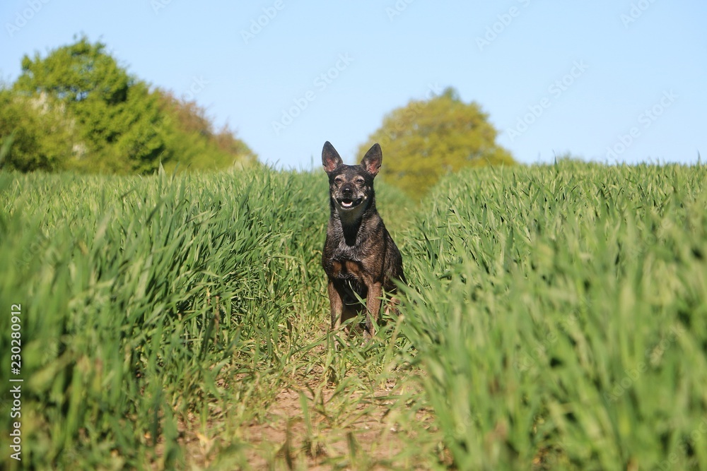 beautiful small mixed dog is sitting in a corn field in the sunshine beautiful small mixed dog is sitting in a corn field in the sunshine