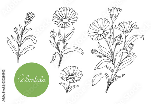 Set of medical plants. Hand drawn. Vector illustration