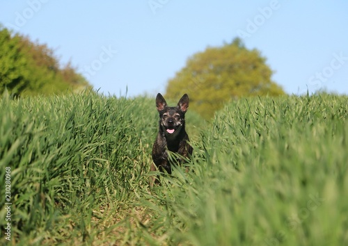 beautiful small mixed dog is sitting in a corn field in the sunshine © Bianca