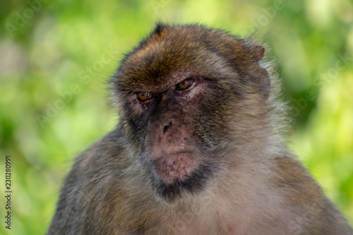 Gibraltar barbary macaque ape portrait on green background