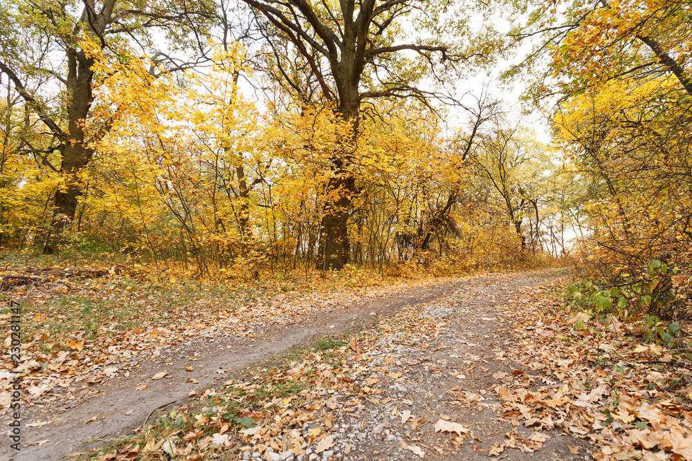 Autumn forest scenery with fallen leaves on the road Autumn forest scenery with fallen leaves on the road