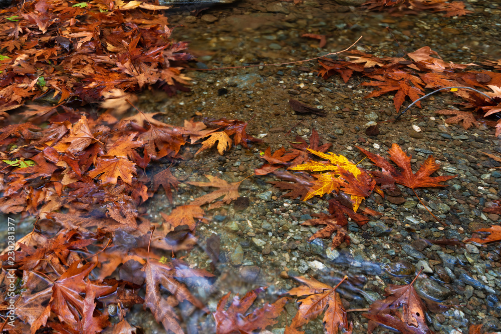 Brown, red and yellow leaves floating on a river