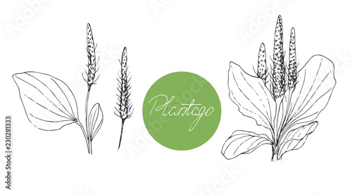 Set of medical plants. Plantain. Hand drawn. Vector illustration