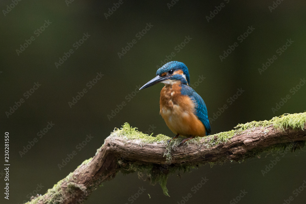 Fototapeta premium Eisvogel