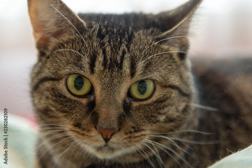 Mackerel Tabby cat close up head