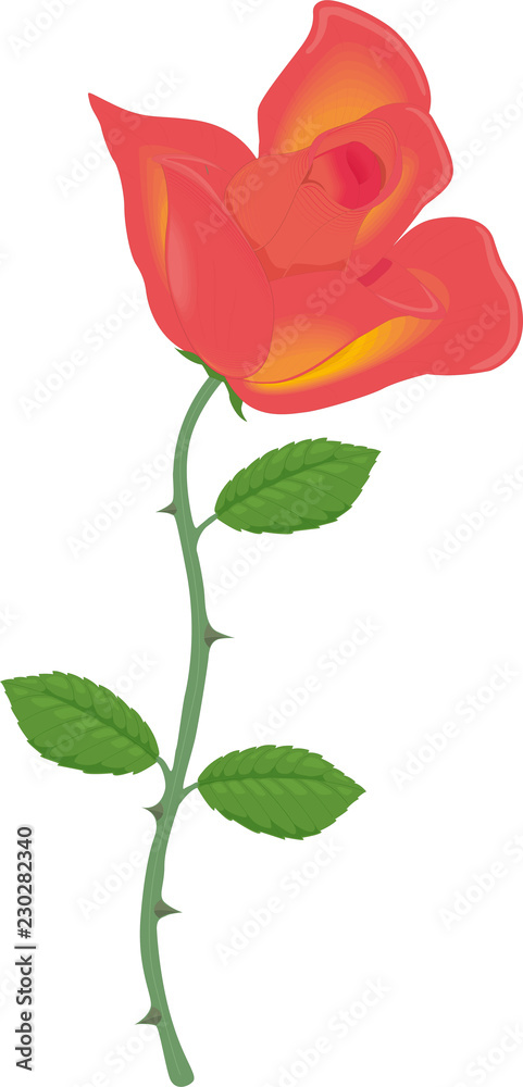Rose with thorns Rose with thorns