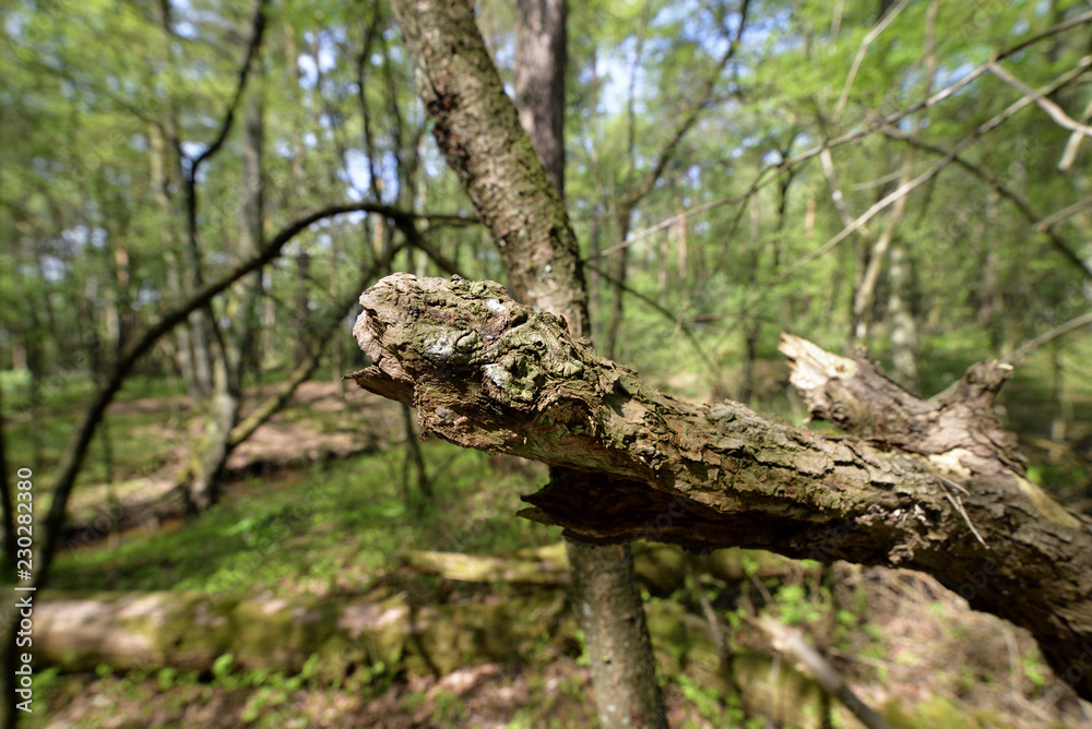 Trockener Ast an einem Baum im Wald, Dry branch on a tree in the forest Trockener Ast an einem Baum im Wald, Dry branch on a tree in the forest