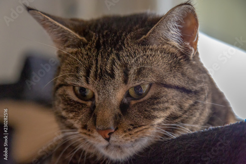 Mackerel Tabby cat close up head