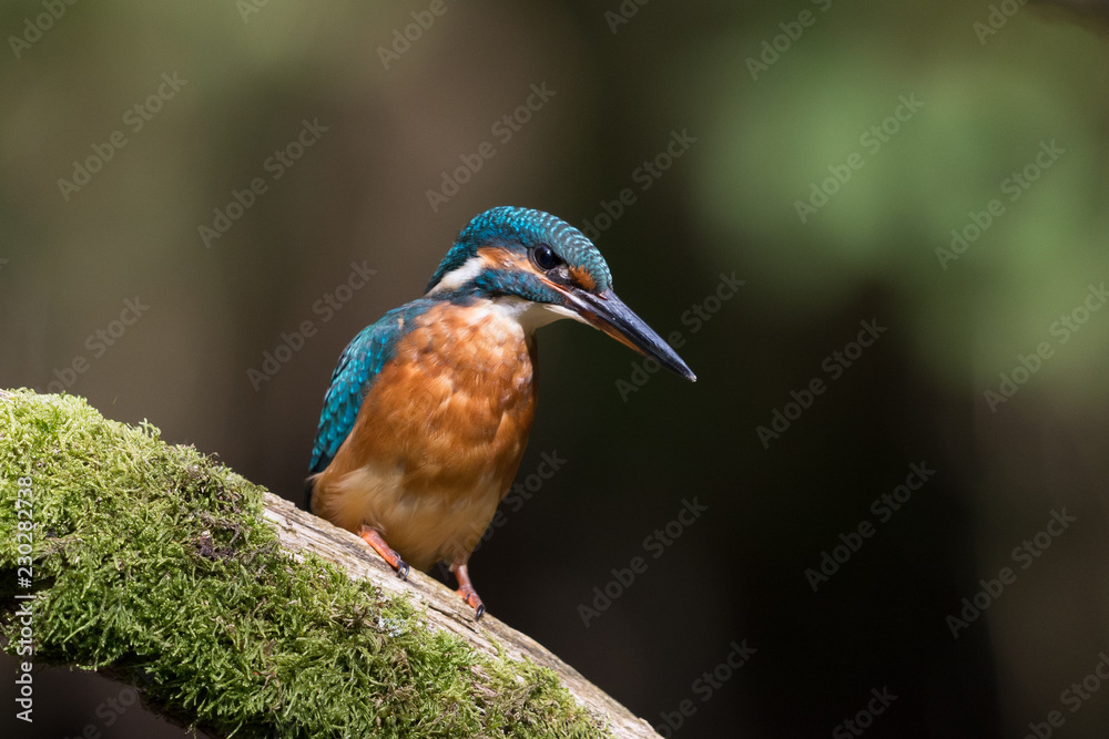 Fototapeta premium Eisvogel