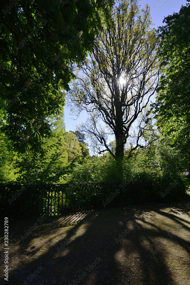 Fototapeta premium Baum im Park mit durchscheinender Sonne, Tree in the park with translucent sun