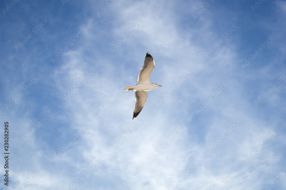 Soaring in the blue sky bird Seagull. White clouds in sunny day. Weather background. Freedom concept. Clear blue sea sky. Soaring in the blue sky bird Seagull. White clouds in sunny day. Weather background. Freedom concept. Clear blue sea sky.