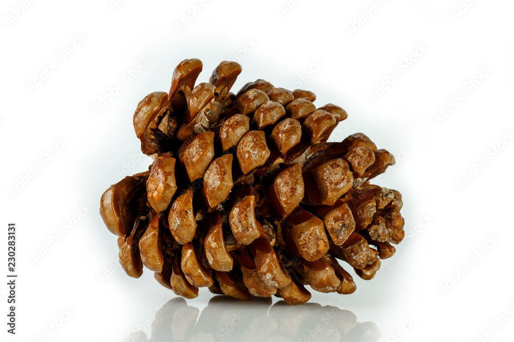 Cedar cone brown Cedar cone brown