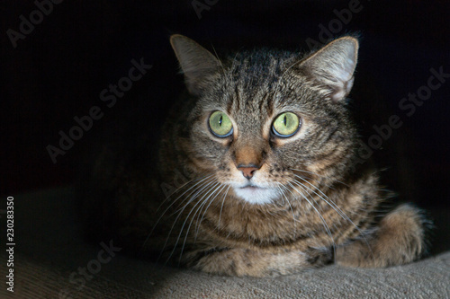 Tabby Mackerel cat in the dark