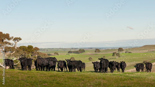 COW AUSTRALIA