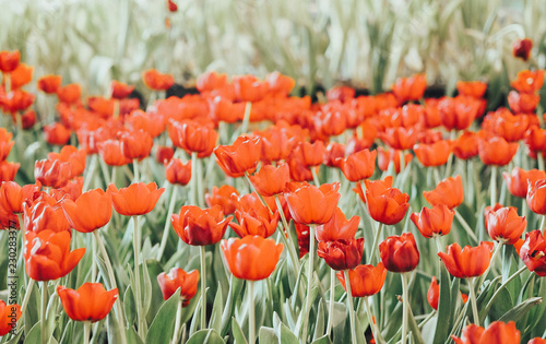 Red tulip foreground with blur tulip fields background.