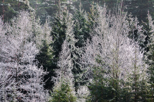 Hoarfrost on trees. Frozen trees. Winter forest.