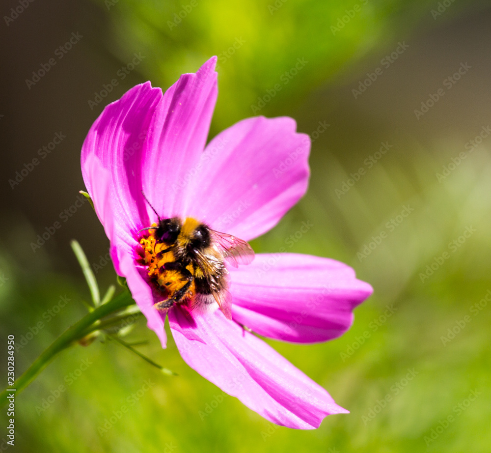 bee on flower bee on flower