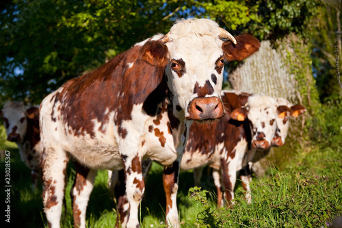 Vaches au pré en France