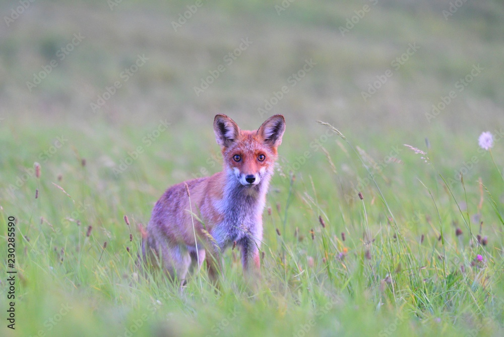 Fototapeta premium face to face