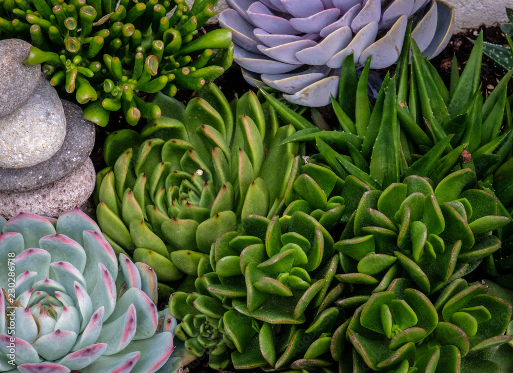 Green and Purple Plants
