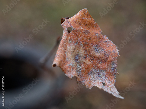leaf