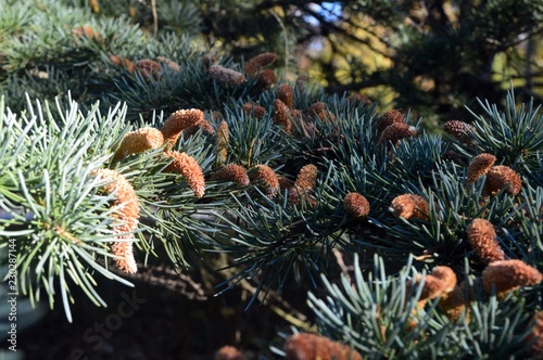 gray green young fruits of the pinnie Cedrus deodara  photo