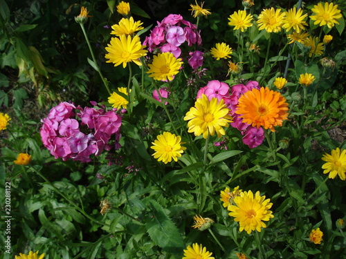 bright flowers in the garden