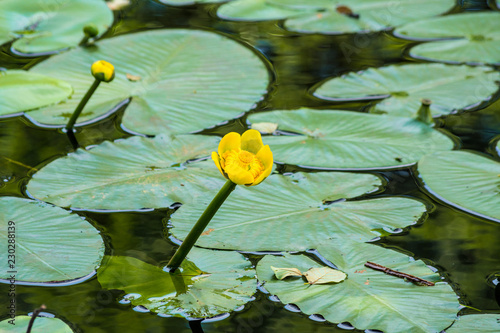Fotografie Beautiful yellow water lily in a lake. Spatterdock