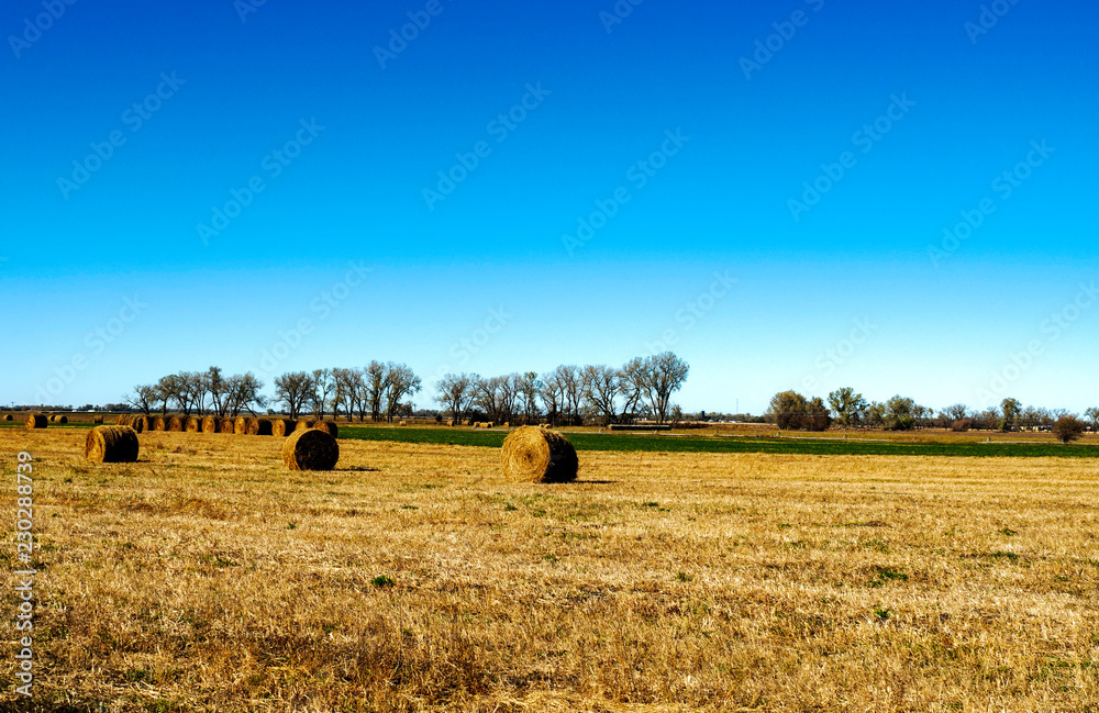 Fototapeta premium hay bales in the field