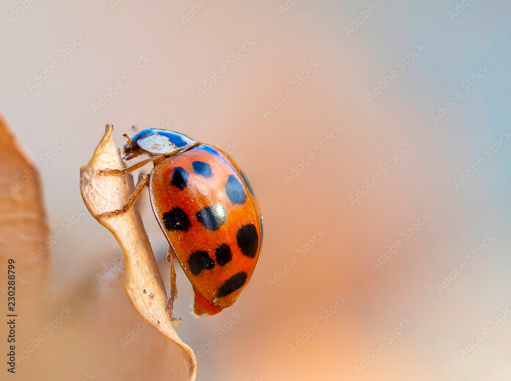 Naklejka premium Piękne zdjęcia makro lady bug