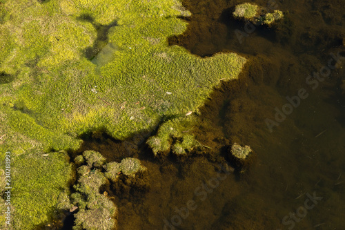 Marsh algae. Green models of algae on the water. Bog with organic pollution due to sewage. Water polluted by lake was covered with algae. Green nasty swamp. surface of lake with green algae. Seaweed
