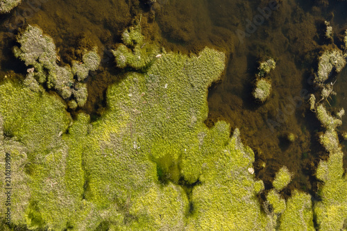 Fototapeta Naklejka Na Ścianę i Meble -  Marsh algae. Green models of algae on the water. Bog with organic pollution due to sewage. Water polluted by lake was covered with algae. Green nasty swamp. surface of lake with green algae. Seaweed