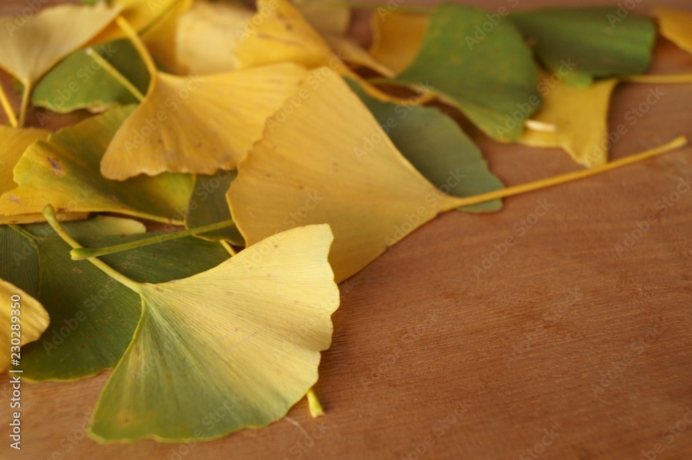 Autumn colors - leaves of Ginkgo biloba, ginkgo, maidenhair tree Autumn colors - leaves of Ginkgo biloba, ginkgo, maidenhair tree