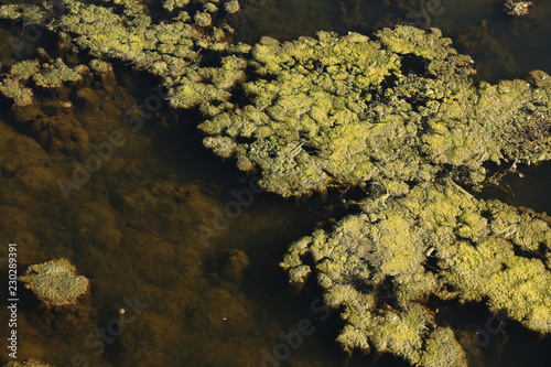 Marsh algae. Green models of algae on the water. Bog with organic pollution due to sewage. Water polluted by lake was covered with algae. Green nasty swamp. surface of lake with green algae. Seaweed