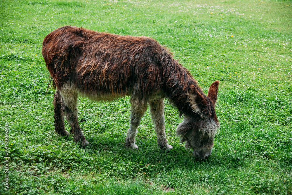 A donkey eats grass in the meadow A donkey eats grass in the meadow