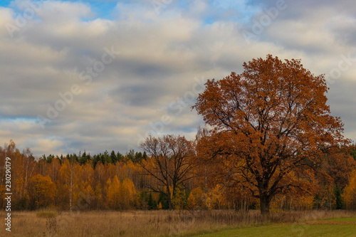 autumn landscape with trees and blue sky