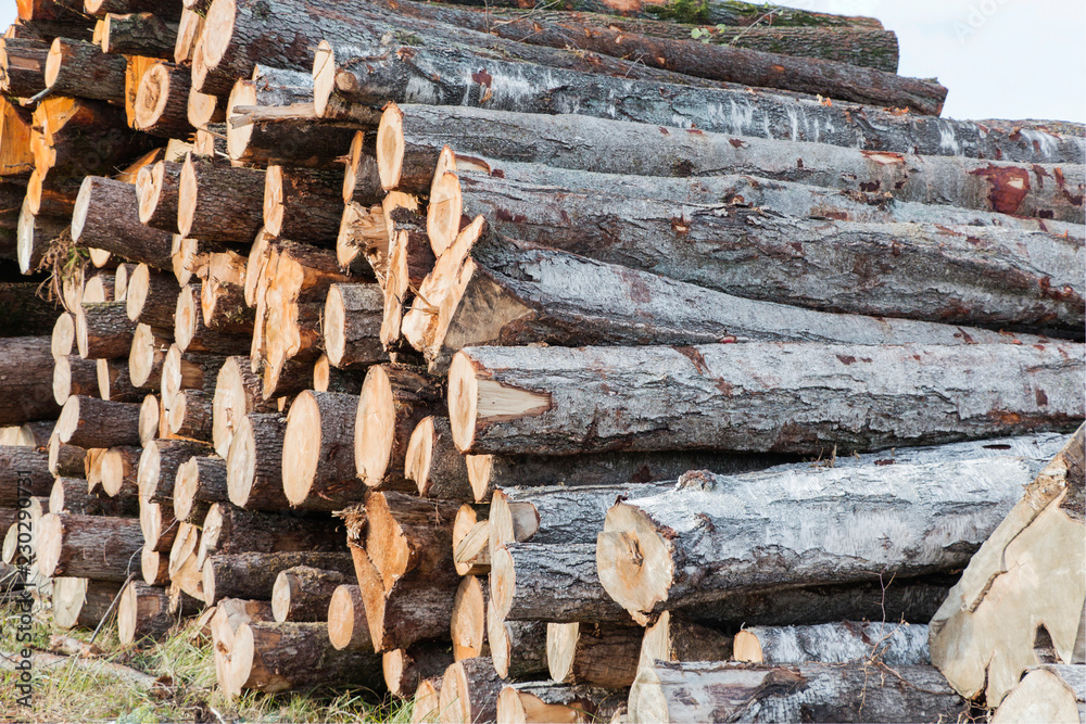 Many sawed tree trunks nature protection concept Many sawed tree trunks nature protection concept