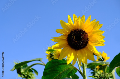 Fototapeta Naklejka Na Ścianę i Meble -  Sonnenblume