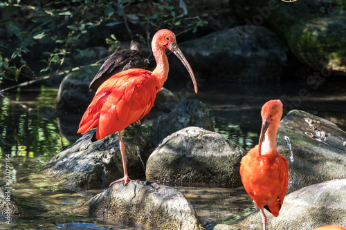 Scharlachsichler - Eudocimus ruber photo