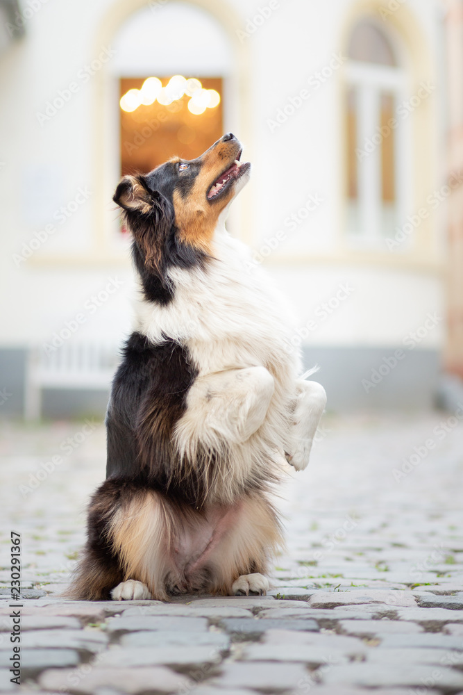 Australian shepherd in the city doing tricks