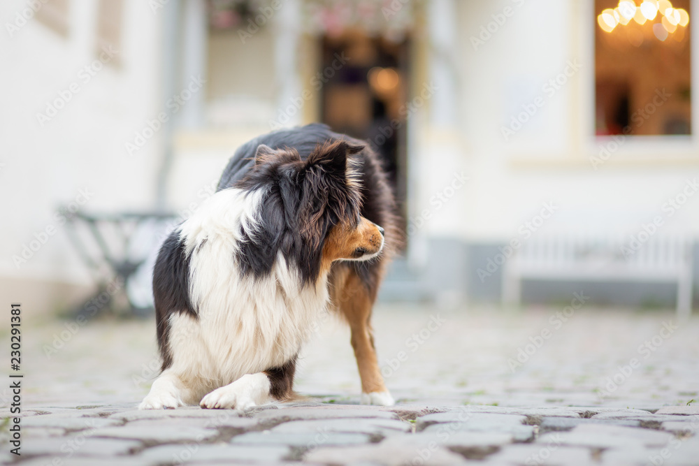 Australian shepherd in the city doing tricks Australian shepherd in the city doing tricks