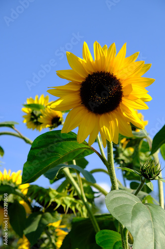 Fototapeta Naklejka Na Ścianę i Meble -  Sonnenblumen