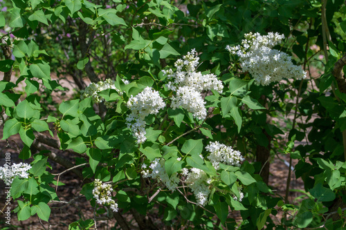 white flowers in the garden