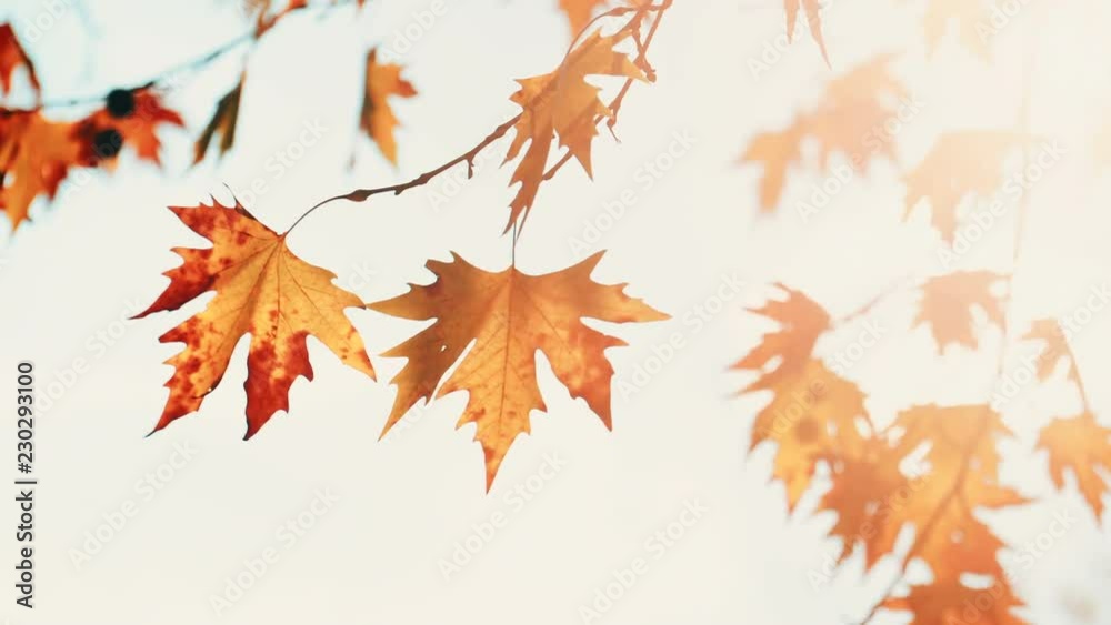 Yellow orange autumnal maple tree leaves blowing in breeze against white bright sunny sky. Nature background