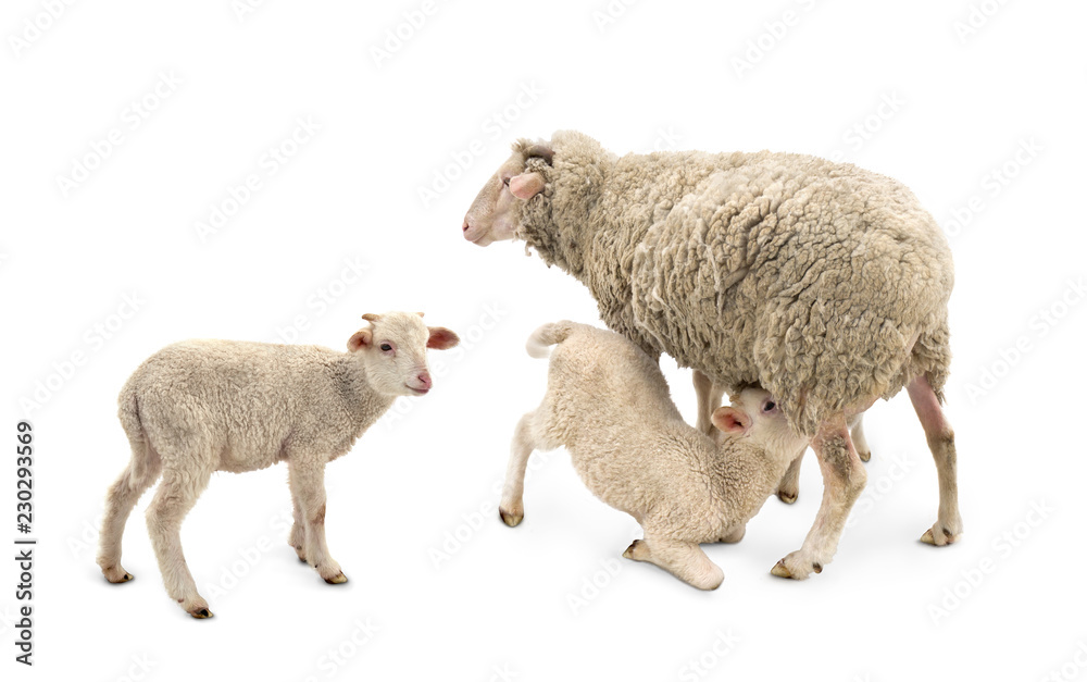 Fototapeta premium White small lamb is feeded of his mother sheep (Ovis aries) on a white background