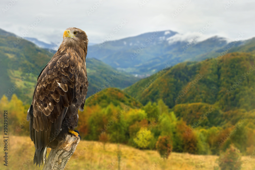 Fototapeta premium Golden eagle ( Aquila chrysaetos ) autumnal colorful forest in mountain